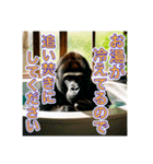 お風呂に入るゴリラさん（個別スタンプ：7）