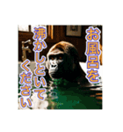 お風呂に入るゴリラさん（個別スタンプ：8）