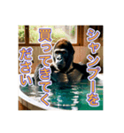 お風呂に入るゴリラさん（個別スタンプ：11）