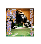 お風呂に入るゴリラさん（個別スタンプ：13）