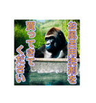 お風呂に入るゴリラさん（個別スタンプ：16）