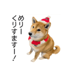 年末年始の挨拶をする柴犬（個別スタンプ：1）