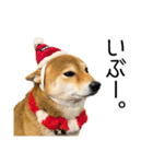 年末年始の挨拶をする柴犬（個別スタンプ：2）