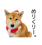 年末年始の挨拶をする柴犬（個別スタンプ：3）