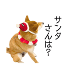 年末年始の挨拶をする柴犬（個別スタンプ：4）