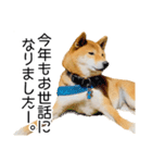 年末年始の挨拶をする柴犬（個別スタンプ：6）