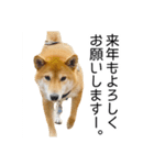 年末年始の挨拶をする柴犬（個別スタンプ：7）