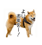 年末年始の挨拶をする柴犬（個別スタンプ：8）