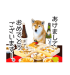 年末年始の挨拶をする柴犬（個別スタンプ：9）