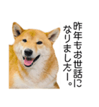 年末年始の挨拶をする柴犬（個別スタンプ：10）