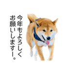年末年始の挨拶をする柴犬（個別スタンプ：11）