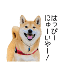 年末年始の挨拶をする柴犬（個別スタンプ：12）