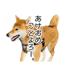 年末年始の挨拶をする柴犬（個別スタンプ：13）