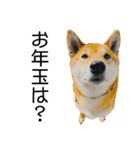 年末年始の挨拶をする柴犬（個別スタンプ：14）