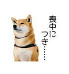 年末年始の挨拶をする柴犬（個別スタンプ：15）