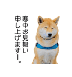 年末年始の挨拶をする柴犬（個別スタンプ：16）
