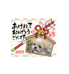 バウワウ共和国（犬猫メリクリあけおめ冬）（個別スタンプ：13）