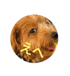 犬猫スターンプ第一弾（個別スタンプ：1）