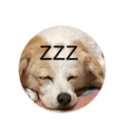 犬猫スターンプ第一弾（個別スタンプ：2）