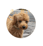 犬猫スターンプ第一弾（個別スタンプ：3）