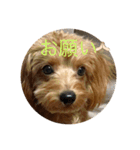 犬猫スターンプ第一弾（個別スタンプ：4）