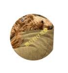 犬猫スターンプ第一弾（個別スタンプ：5）