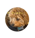 犬猫スターンプ第一弾（個別スタンプ：8）