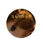 犬猫スターンプ第一弾（個別スタンプ：9）