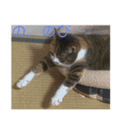 犬猫スターンプ第一弾（個別スタンプ：10）