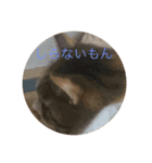 犬猫スターンプ第一弾（個別スタンプ：11）