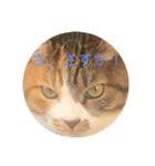 犬猫スターンプ第一弾（個別スタンプ：13）