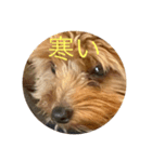 犬猫スターンプ第一弾（個別スタンプ：14）