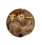 犬猫スターンプ第一弾（個別スタンプ：15）