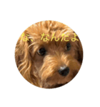 犬猫スターンプ第一弾（個別スタンプ：16）