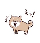 ◯SHIBAINUさん◯冬多め（個別スタンプ：24）