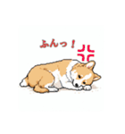 毎日使えるコーギー犬スタンプ（個別スタンプ：2）