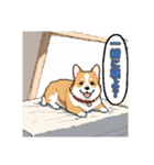 毎日使えるコーギー犬スタンプ（個別スタンプ：5）