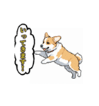 毎日使えるコーギー犬スタンプ（個別スタンプ：7）