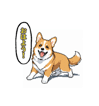 毎日使えるコーギー犬スタンプ（個別スタンプ：8）