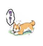 毎日使えるコーギー犬スタンプ（個別スタンプ：14）