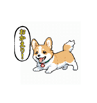 毎日使えるコーギー犬スタンプ（個別スタンプ：23）