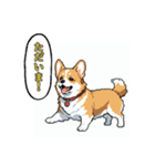 毎日使えるコーギー犬スタンプ（個別スタンプ：24）