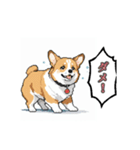 毎日使えるコーギー犬スタンプ（個別スタンプ：25）