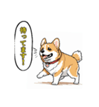 毎日使えるコーギー犬スタンプ（個別スタンプ：28）