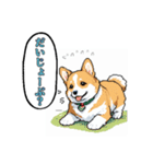 毎日使えるコーギー犬スタンプ（個別スタンプ：29）