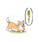 毎日使えるコーギー犬スタンプ（個別スタンプ：30）