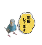 気持ちを伝えるインコのぽっちゃん（個別スタンプ：26）