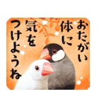 【文鳥】動く！情景ひろがるPop-Up（個別スタンプ：16）