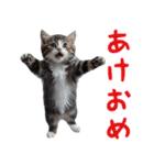 猫ミーム☆年末年始【お正月・あけおめ】（個別スタンプ：1）