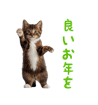 猫ミーム☆年末年始【お正月・あけおめ】（個別スタンプ：5）